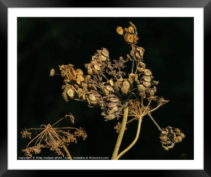 Seed Head Framed Mounted Print by Philip Hodges aFIAP ,