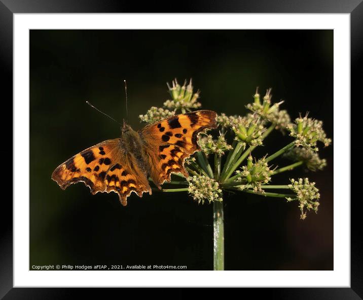Comma butterfly Framed Mounted Print by Philip Hodges aFIAP ,