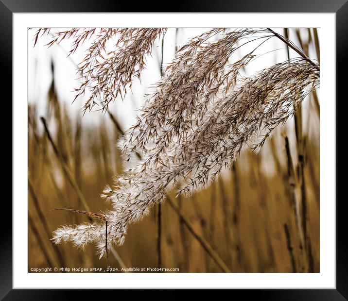Reeds on the Somerset Levels Framed Mounted Print by Philip Hodges aFIAP ,