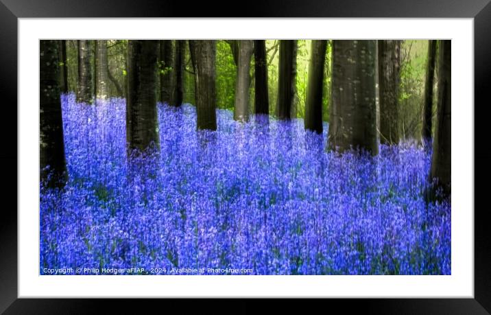Ethereal Bluebells Framed Mounted Print by Philip Hodges aFIAP ,