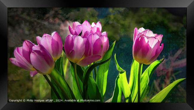 Pink Tulips Framed Print by Philip Hodges aFIAP ,