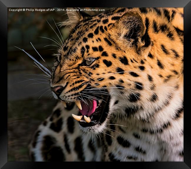 Amur Leopard 2  Framed Print by Philip Hodges aFIAP ,