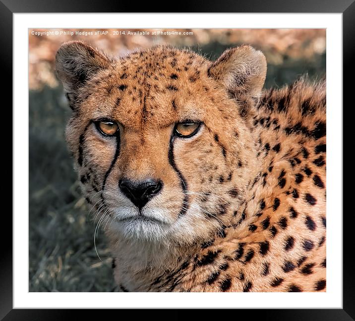  Cheetah Framed Mounted Print by Philip Hodges aFIAP ,