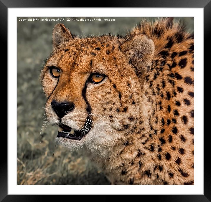  Cheetah 2 Framed Mounted Print by Philip Hodges aFIAP ,
