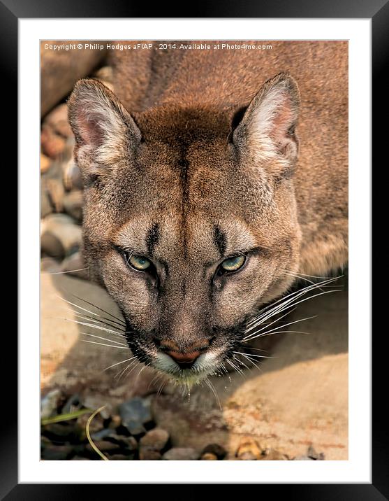 Puma 2  Framed Mounted Print by Philip Hodges aFIAP ,