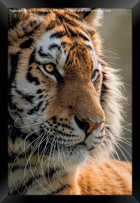  Sumatran Tiger Framed Print by Philip Hodges aFIAP ,