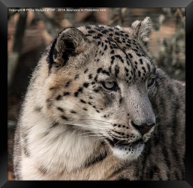 Snow Leopard 2  Framed Print by Philip Hodges aFIAP ,