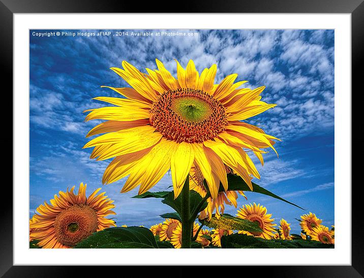 Sunflower Morning  Framed Mounted Print by Philip Hodges aFIAP ,