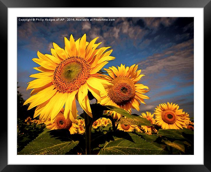  Sunflower 2 Framed Mounted Print by Philip Hodges aFIAP ,