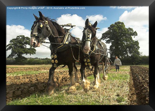 Ploughing Horses 2  Framed Print by Philip Hodges aFIAP ,