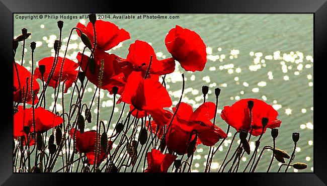 Poppies  Framed Print by Philip Hodges aFIAP ,