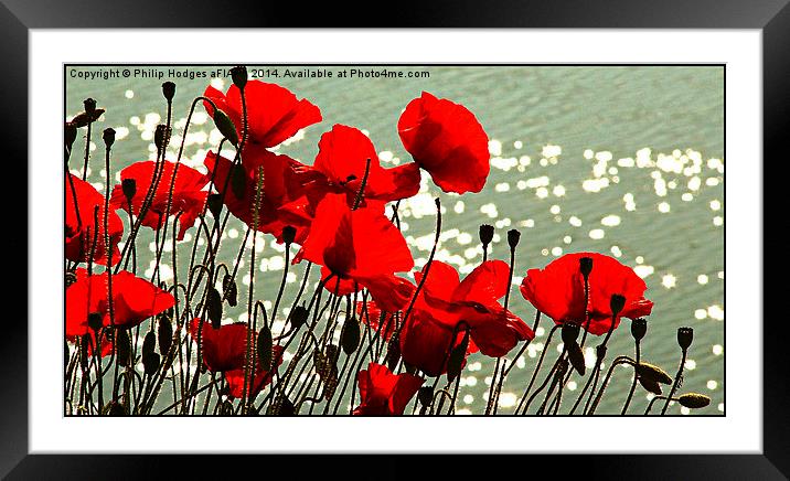 Poppies  Framed Mounted Print by Philip Hodges aFIAP ,