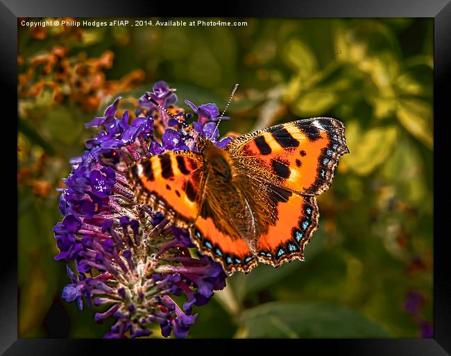 Small Tortoiseshell Butterfly ( Aglais urticae ) Framed Print by Philip Hodges aFIAP ,