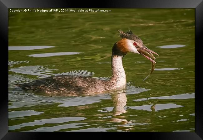  Grebe with Catch Framed Print by Philip Hodges aFIAP ,