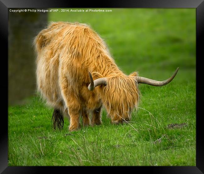 Highland Cow  Framed Print by Philip Hodges aFIAP ,