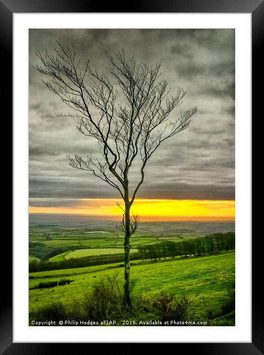 Lonely tree Framed Mounted Print by Philip Hodges aFIAP ,