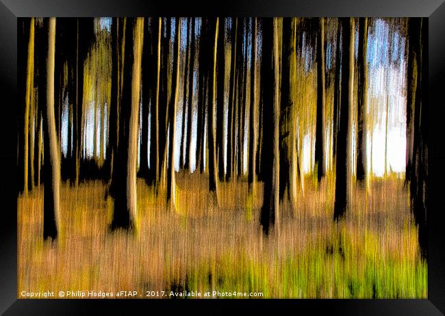 Forest of Dreams Framed Print by Philip Hodges aFIAP ,