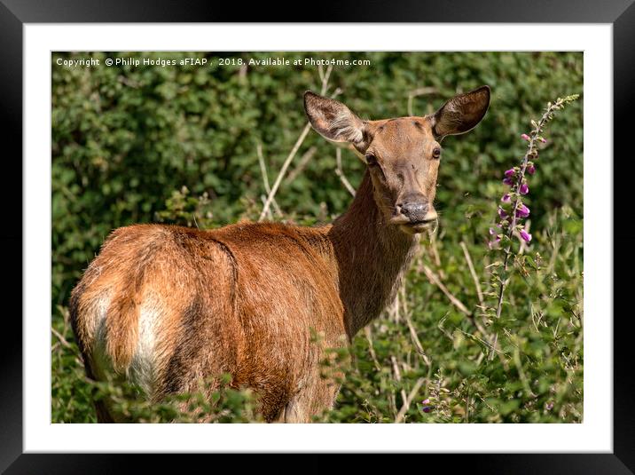 Red Deer Doe Framed Mounted Print by Philip Hodges aFIAP ,