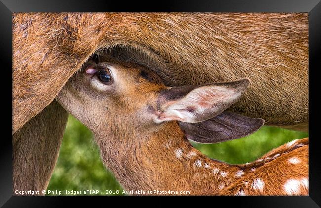 Young Fallow Suckling Framed Print by Philip Hodges aFIAP ,