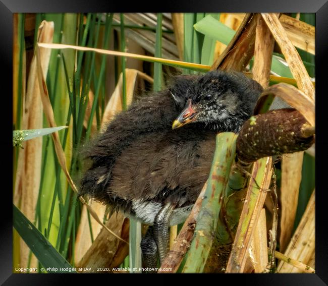 Baby Moorhen Hiding in the Reeds Framed Print by Philip Hodges aFIAP ,