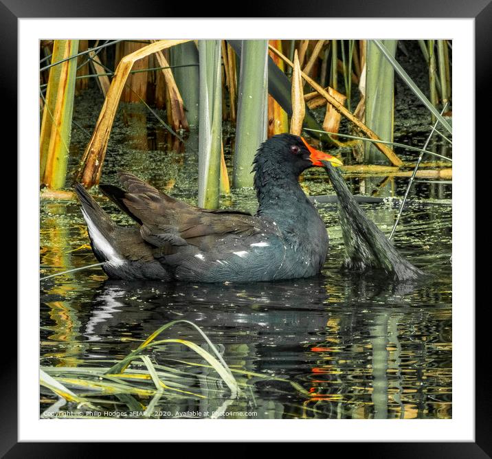 Moorhen Pulling Weed Framed Mounted Print by Philip Hodges aFIAP ,