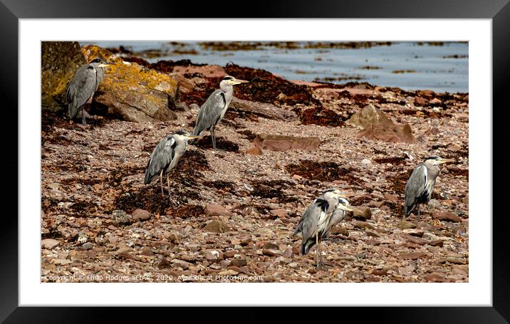 Heron group Framed Mounted Print by Philip Hodges aFIAP ,