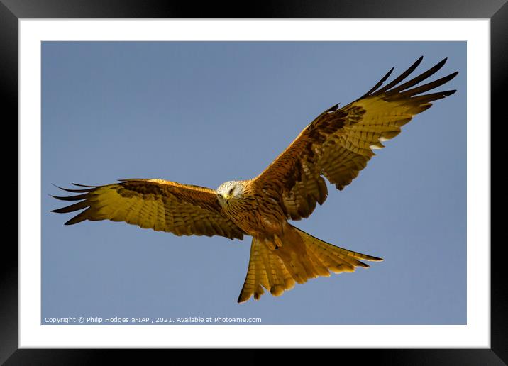 Red Kite (1) Framed Mounted Print by Philip Hodges aFIAP ,