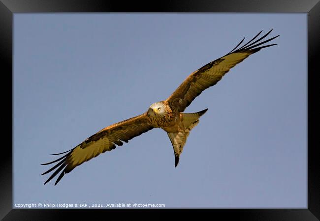 Red Kite (2) Framed Print by Philip Hodges aFIAP ,