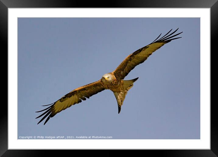 Red Kite (2) Framed Mounted Print by Philip Hodges aFIAP ,