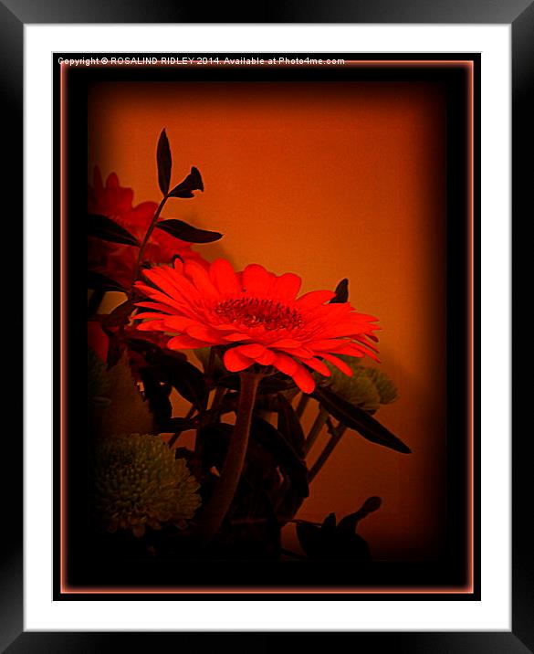  SINGLE ORANGE FLOWER Framed Mounted Print by ROS RIDLEY