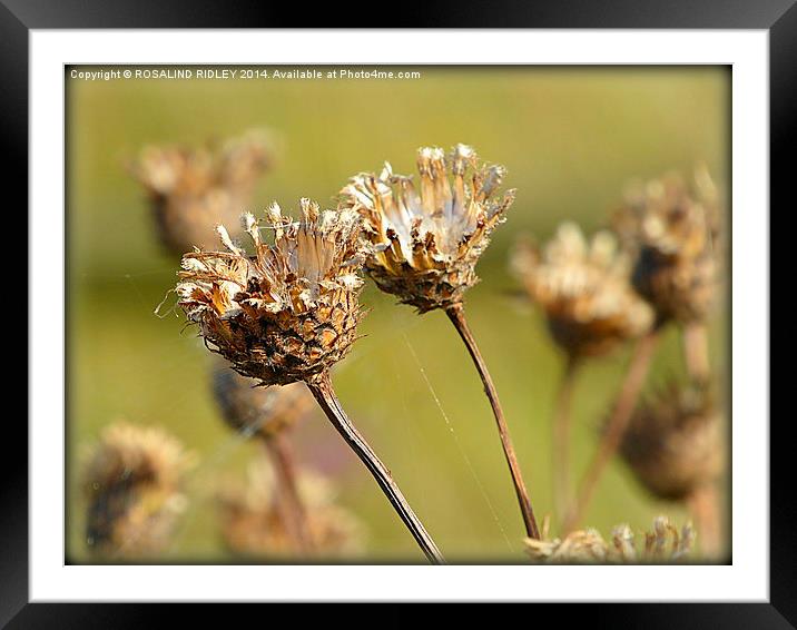 SEED PODS AND COBWEBS  Framed Mounted Print by ROS RIDLEY