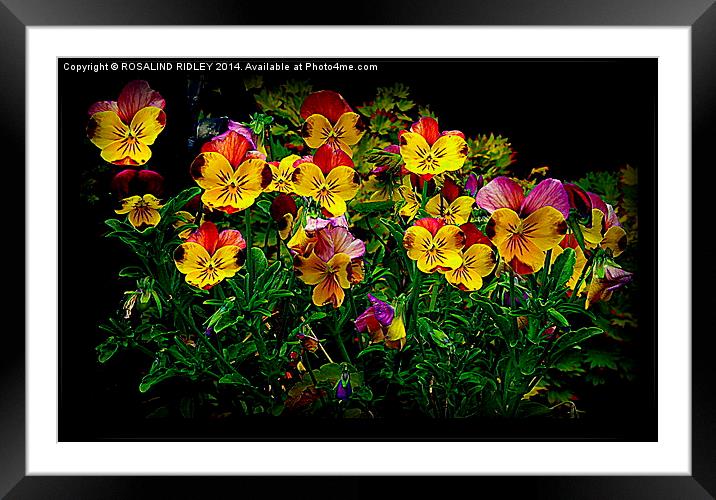 VIOLAS  Framed Mounted Print by ROS RIDLEY