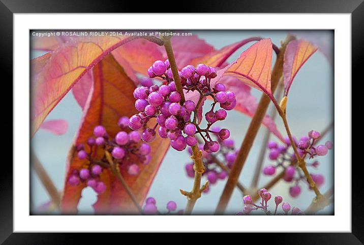 "BODINIERI PROFUSION"  Framed Mounted Print by ROS RIDLEY