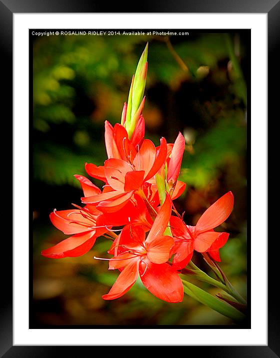 "MINIATURE CROCOSMIA"  Framed Mounted Print by ROS RIDLEY