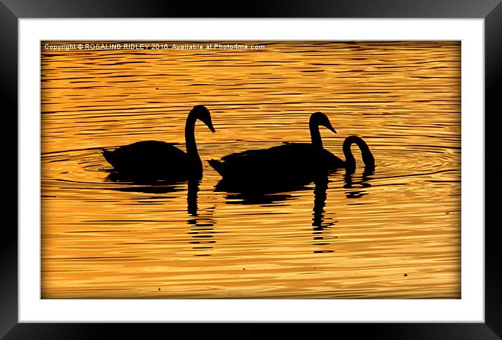  "SWANS IN THE SUNSET" Framed Mounted Print by ROS RIDLEY