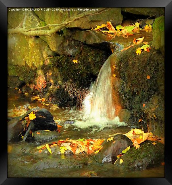 "AUTUMN WATERFALL"  Framed Print by ROS RIDLEY