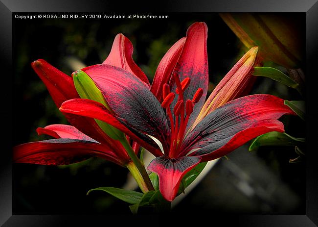  "RED AND BLACK GARDEN LILY" Framed Print by ROS RIDLEY