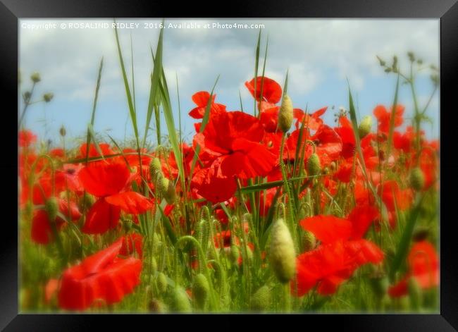 "IN THE POPPY FIELD 2 " Framed Print by ROS RIDLEY