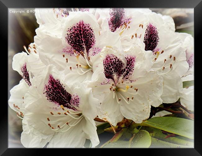 "WHITE RHODODENDRONS " Framed Print by ROS RIDLEY
