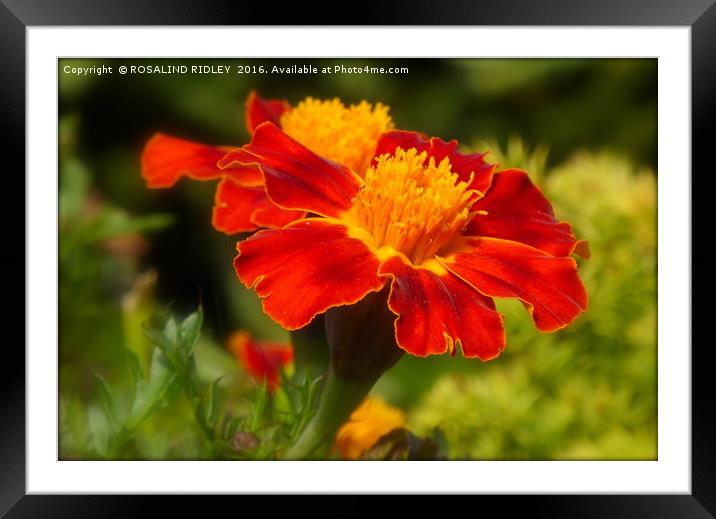 "RED MARIGOLDS" Framed Mounted Print by ROS RIDLEY