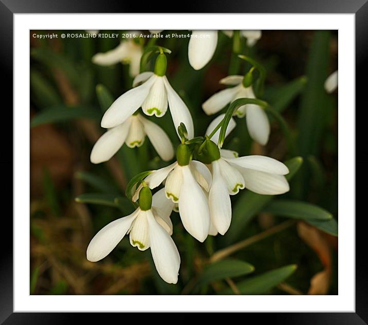 "SNOWDROPS IN THE WOOD" Framed Mounted Print by ROS RIDLEY