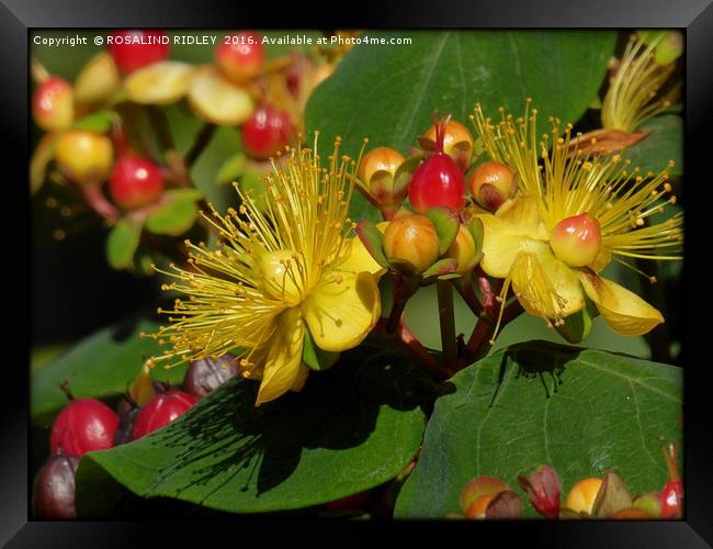 "HYPERICUM IN THE SUNSHINE" Framed Print by ROS RIDLEY
