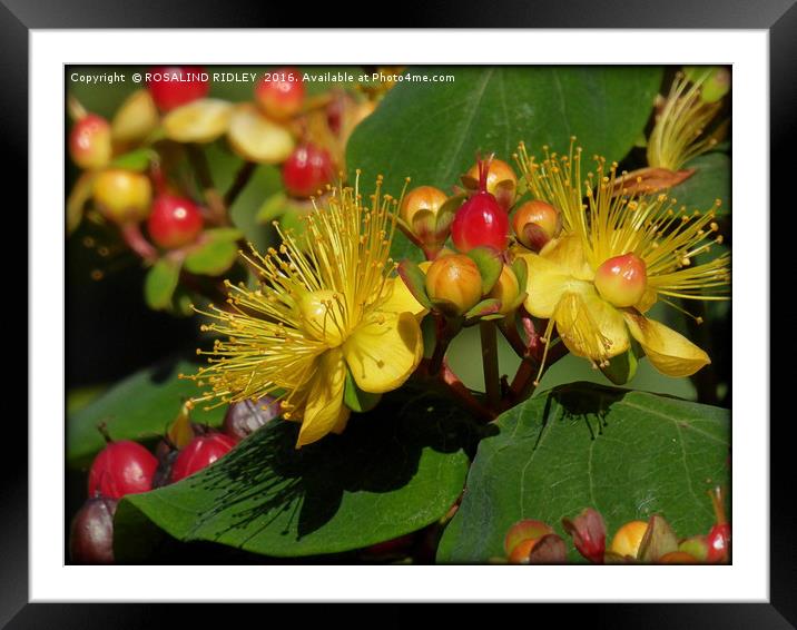 "HYPERICUM IN THE SUNSHINE" Framed Mounted Print by ROS RIDLEY