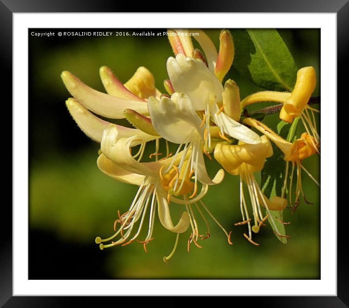 "HONEYSUCKLE" Framed Mounted Print by ROS RIDLEY