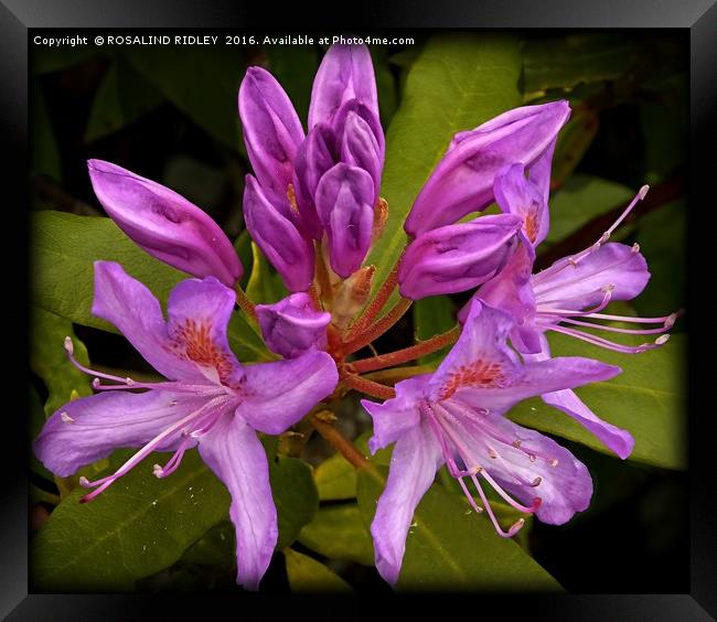 "LILAC RHODODENDRON AT "CRAGSIDE" ROTHBURY NORTHUM Framed Print by ROS RIDLEY