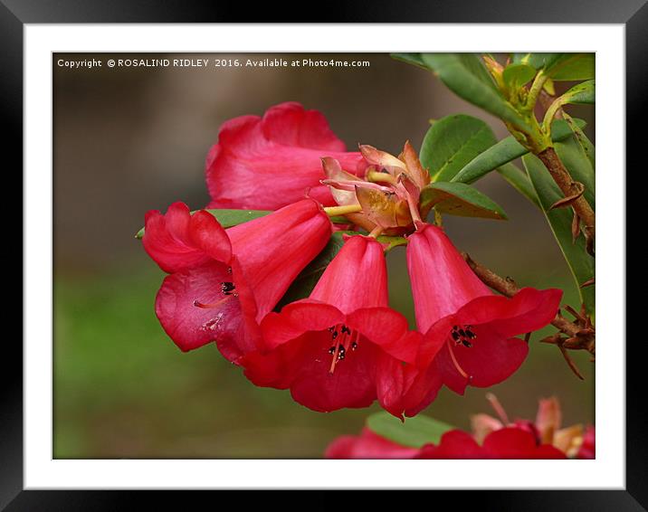 "RED RHODODENDRON" Framed Mounted Print by ROS RIDLEY