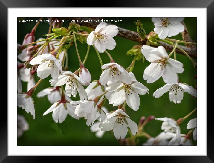 "WHITE FLOWERING CRAB APPLE TREE" Framed Mounted Print by ROS RIDLEY