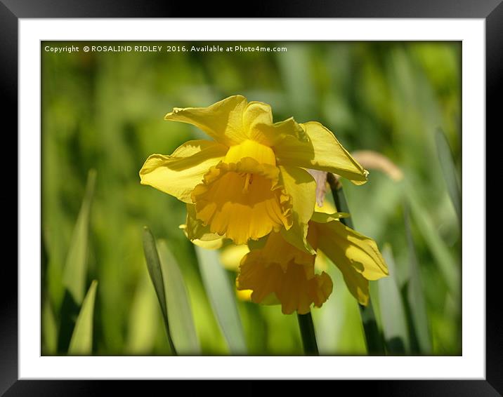 "DAFFODILS AT THORPE PERROW" Framed Mounted Print by ROS RIDLEY