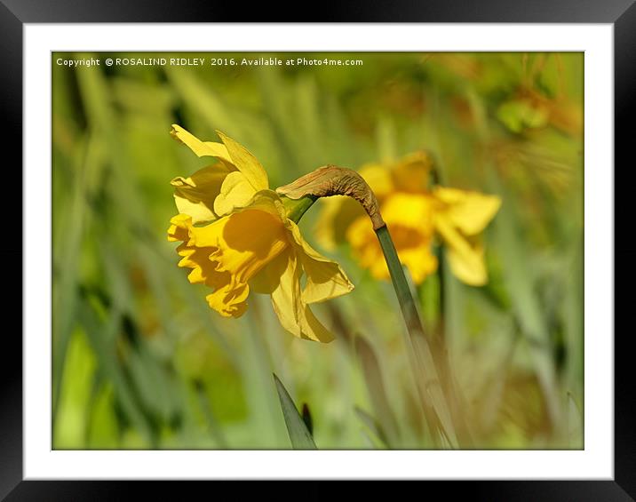 "DAFFODILS AT THORPE PERROW 2 " Framed Mounted Print by ROS RIDLEY