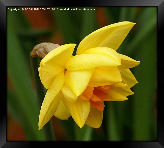 "DOUBLE DAFFODIL" Framed Print by ROS RIDLEY